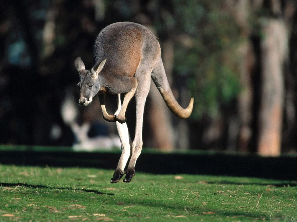 Photo for funny kangaroo wallpaper