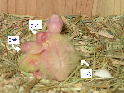 オウム病, オウム病 インコ, オウム病 潜伏期間, オウム病 人から人, オウム病 オカメインコ, オウム病 ウイルス, オウム病 検査 費用, オウム病 妊婦, オウム病 クラミドフィラ, オウム病 文鳥, オウム病 細菌, オウム病 インコ, オウム病 症状, オウム病 潜伏期間, セキセイインコオウム病症状, オウム病検査費用, オウム病 インコ 症状, オウム病 自然治癒, オウム病 感染率, オウム病 人から人, オウム病 オカメインコ, オウム病 妊婦