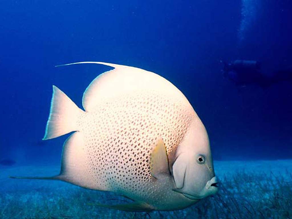 Koleksi Gambar Ikan Hias Cantik 2013 Gambar Keren Dan Unik