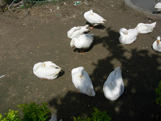 Ducks