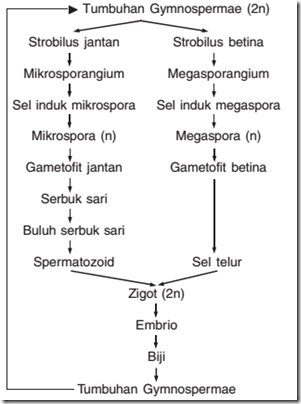 Kumpulan Perbedaan Reproduksi Gymnospermae Dan Angiospermae