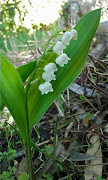 This muguet was offered online by a pal, Sylvia, . (muguet)