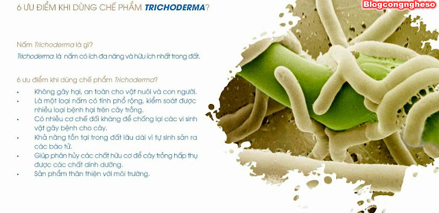 Khi ủ phân dùng tricodema, nếu trộn thêm vôi vào thì vôi có diệt nấm trichodema không