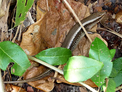 Skink