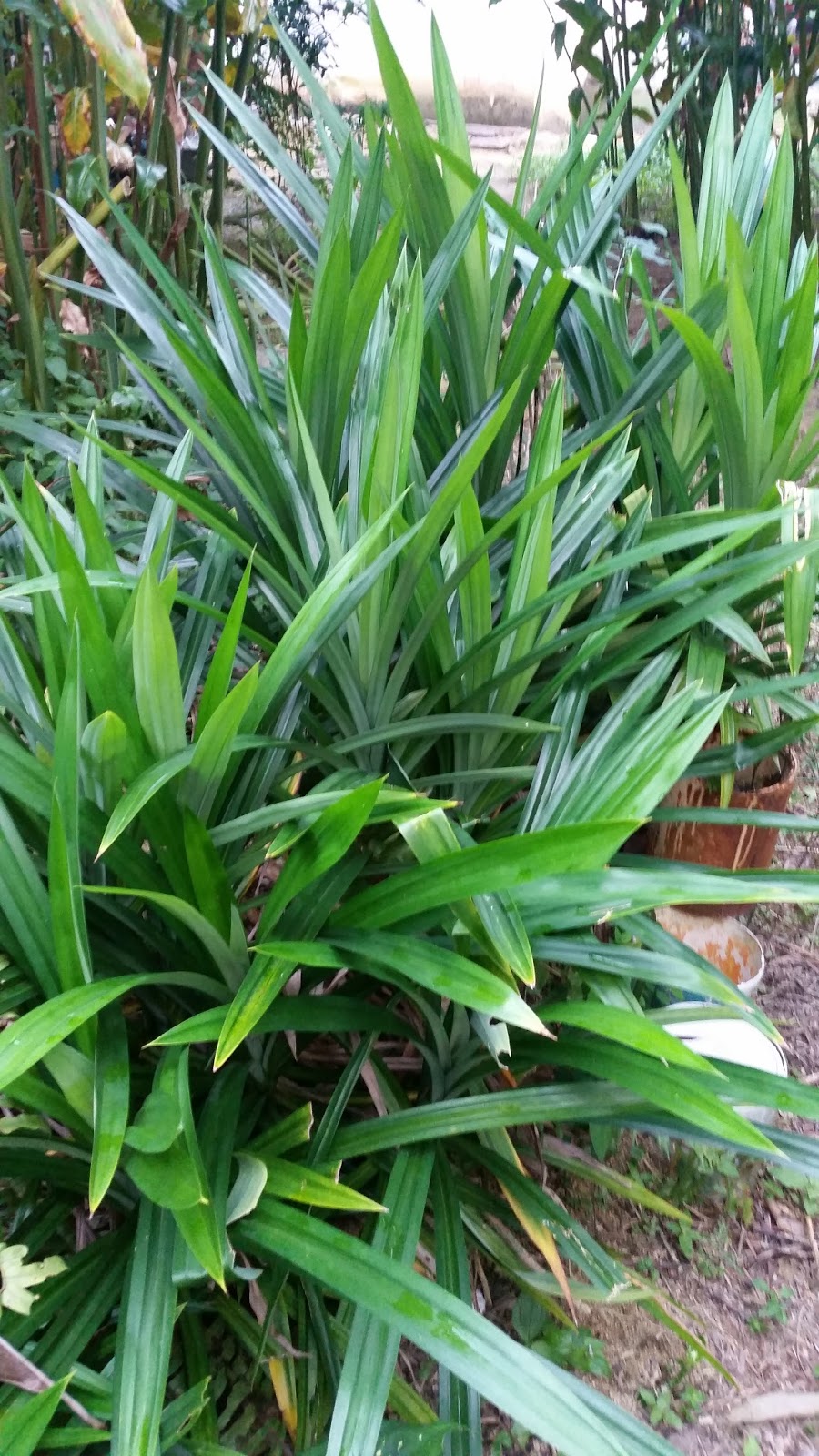 Warisan Petani Sayur sayuran Kampung 