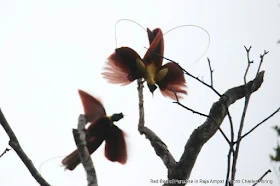 Red Bird of Paradise (Paradisaea rubra) in Raja Ampat