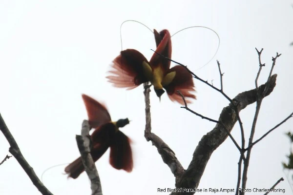 Raja Ampat's bird of paradise