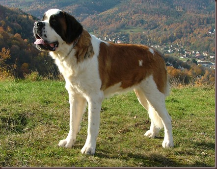 Amazing Animal Pictures St Bernard (4)