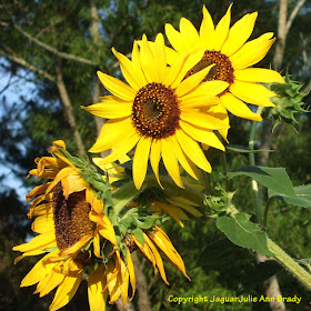 The Life and Death Cycle of Pretty Yellow Sunflower Blossoms