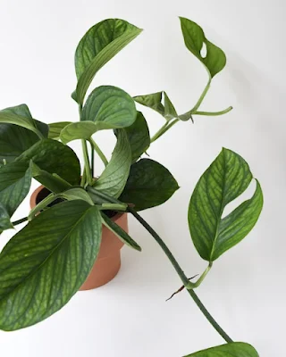 Monstera pinnatipartita é uma espécie muito rara.  É uma planta trepadeira perene e bonita originária da América do Sul que se parece com a monstera deliciosa. Suas folhas se dividem quando ela está adulta e ainda possui raízes aéreas que dão sua aparência selvagem.