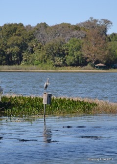 Gator waiting for that Heron to fall