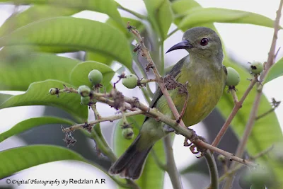 Brown-throated Sunbird (Anthreptes malaccensis) Female