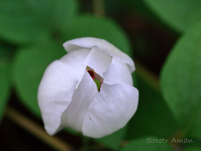 Paeonia japonica