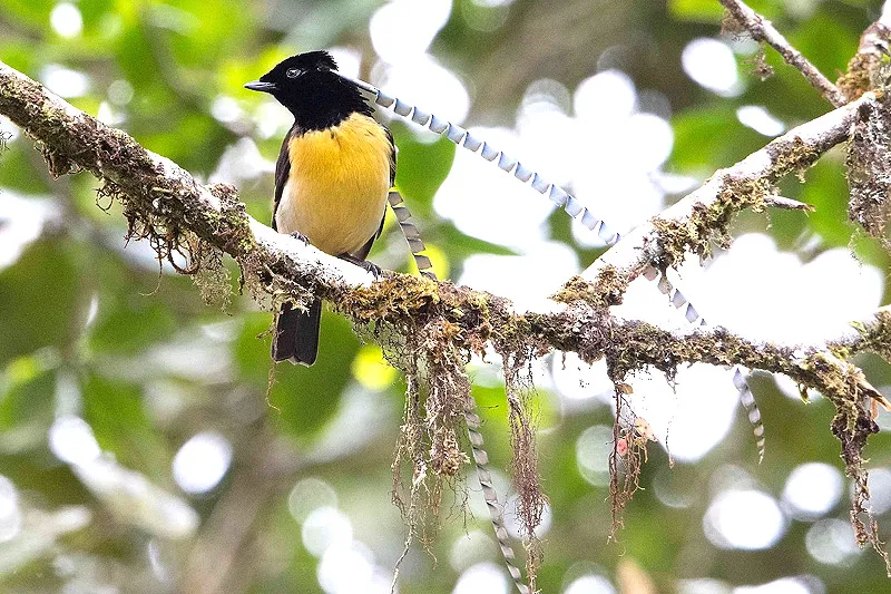 The 10 Most Colorful Birds of Paradise Around the World