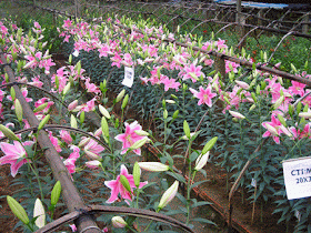 Kỹ thuật trồng hoa ly Đà Lạt trong nhà kính  Kỹ thuật trồng hoa ly Đà Lạt trong nhà kính 