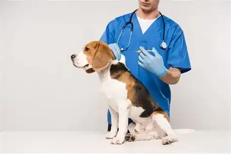 Maybe dog is sick