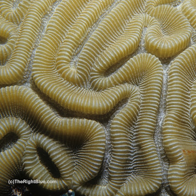 brain coral