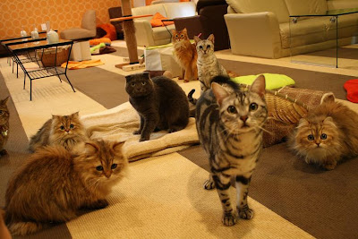 cat cafe