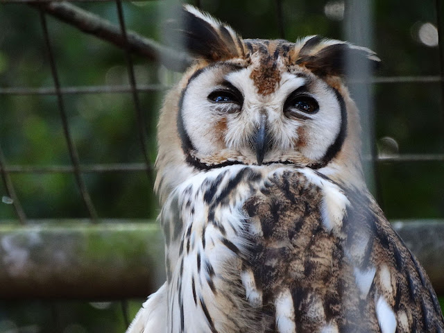 striped owl