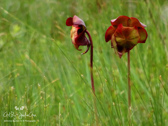 Pitcher Plant 