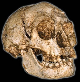 3½ feet tall Hobbit-Like Human Ancestor (Homo Floresienses) found in Asia