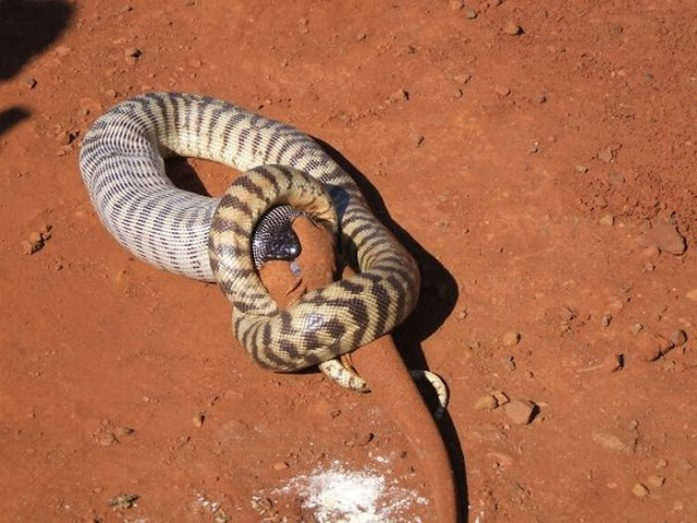 snake eats lizard, python eats lizard three times its size, snake vs lizard