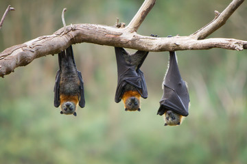 Qual é a doença mais grave transmitida por morcegos ?