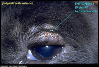 Dog Eye Surgery1