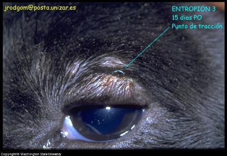 Dog Eye Surgery1