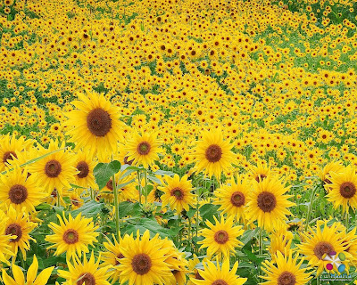 sunflowers wallpaper