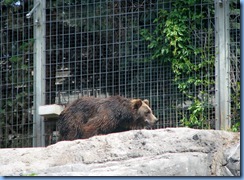 0229 Alberta Calgary - Calgary Zoo The Canadian Wilds - young Grizzly Bear