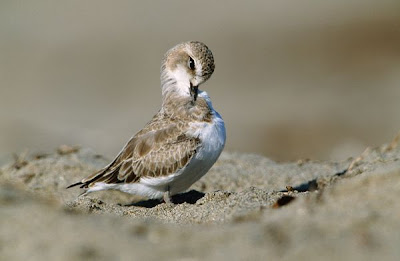 Snowy Plover Bird Picture