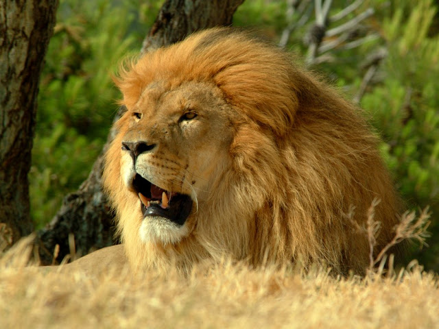  lion-wallpaper-105