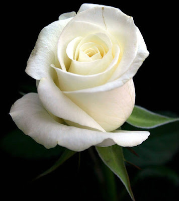Gambar bunga mawar warna putih