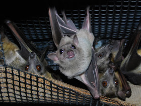 funny animal pics, animal photos, cute bats