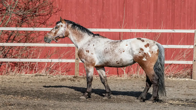 Appaloosa Horse