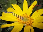 Balsamroot Arrowleaf Diagram