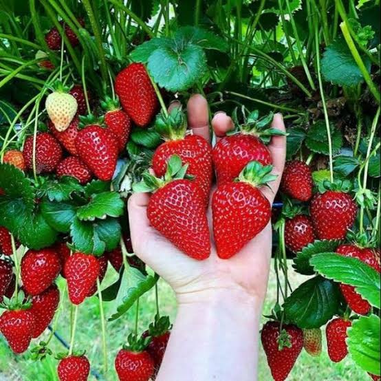 pohon strawberry manis super murah Jakarta