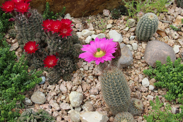 Echinopsis ancistrophora 'arachnacantha' 