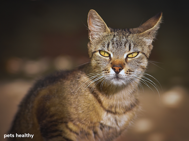 10 Reasons Why Cats Suddenly Attack Us