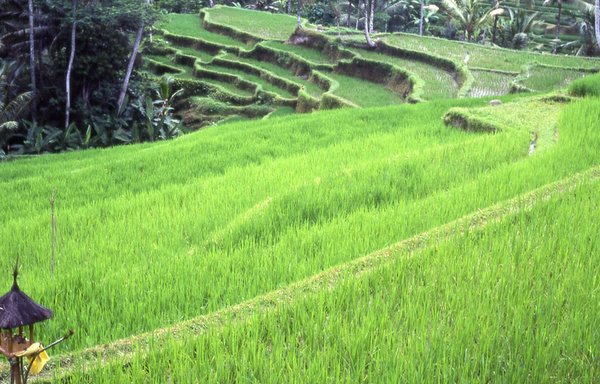 Temukan Pengertian Pengertian Ekosistem Buatan 