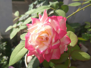 pink rose from the garden