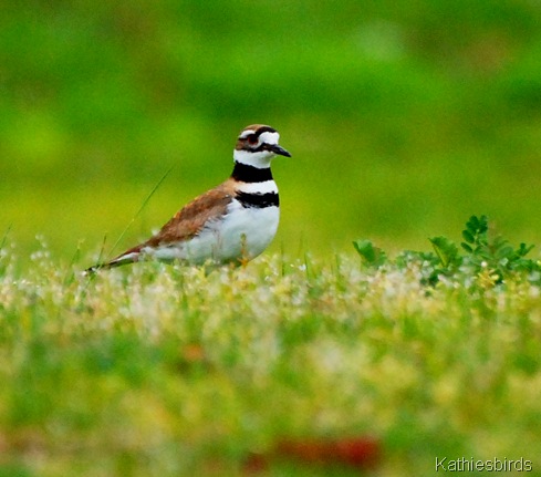 10. Killdeer Killingly, CT-kab