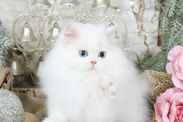 Persian cat