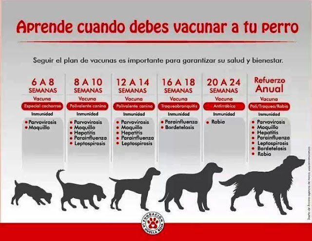 plan preventivo en perros