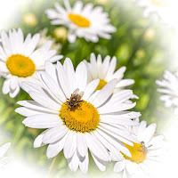 Photograph of Bees on Daisies - Bee on Daisy Flower