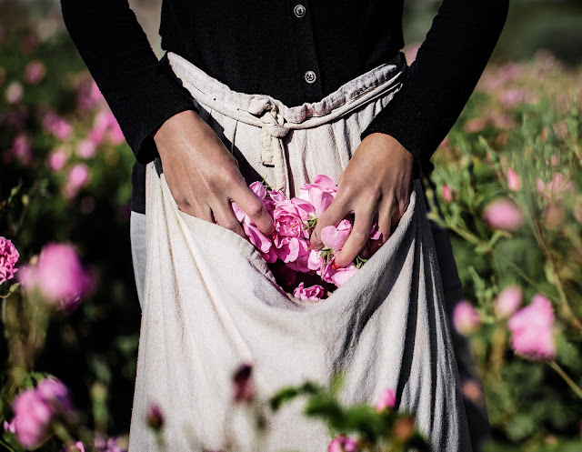 Jardim Dior  na França, colheita das flores