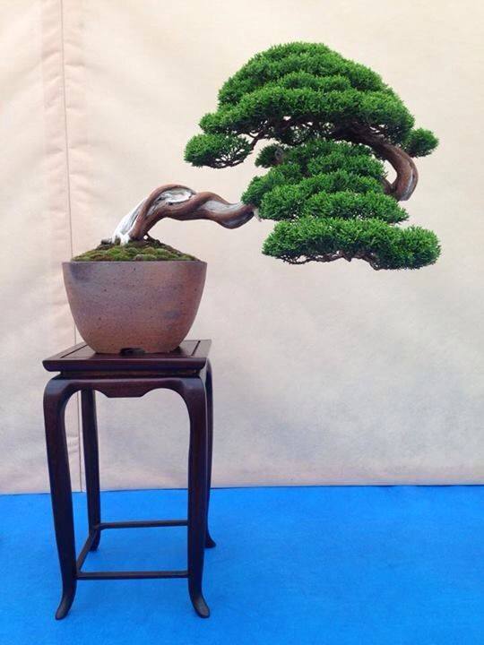 Model Bonsai Gaya Miring (Slanting)