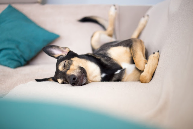 A hound dog sleeps in a comic position on a sofa