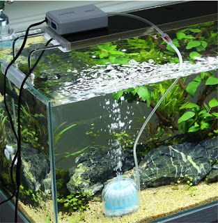 What Do you Need for a Fish Tank